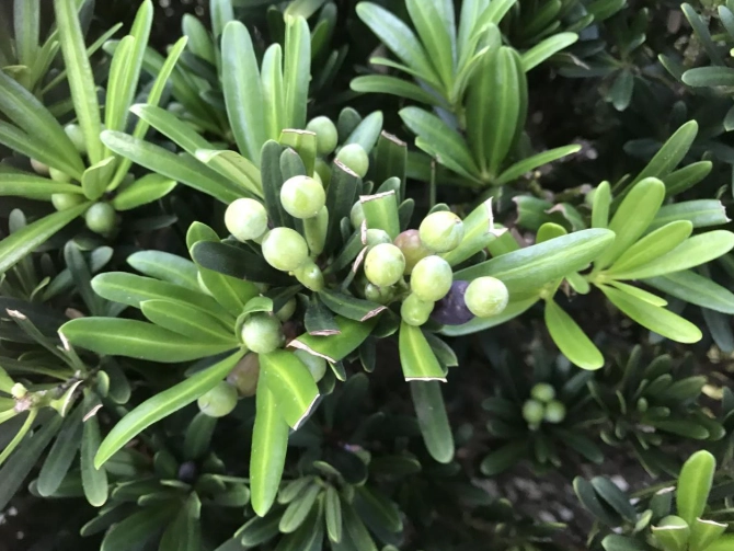 蘭嶼羅漢松 羅漢松 差別