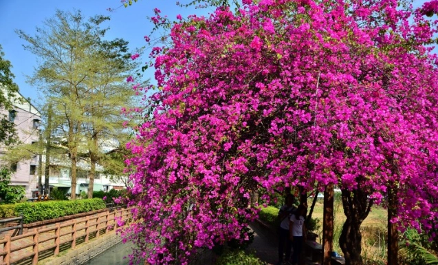 九重葛澆水頻率