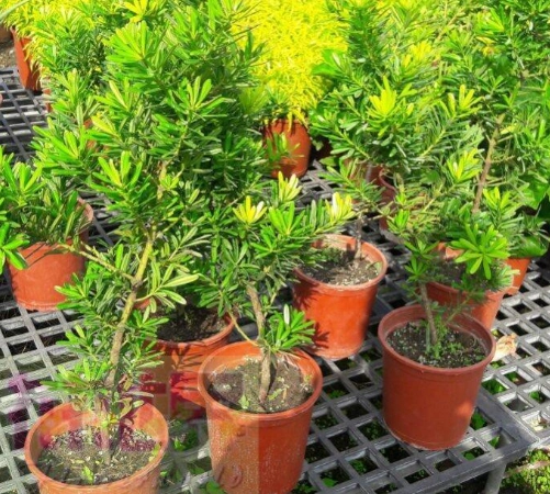 金鑽羅漢松澆水方法