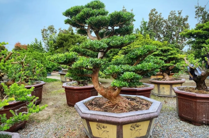 羅漢松栽培技巧