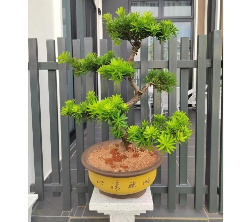 小葉羅漢松盆栽