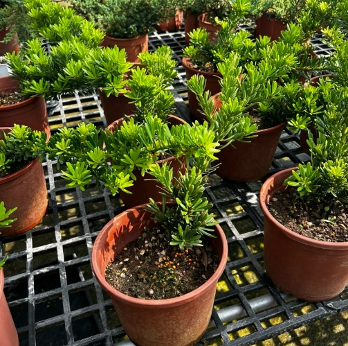 羅漢松澆水頻率