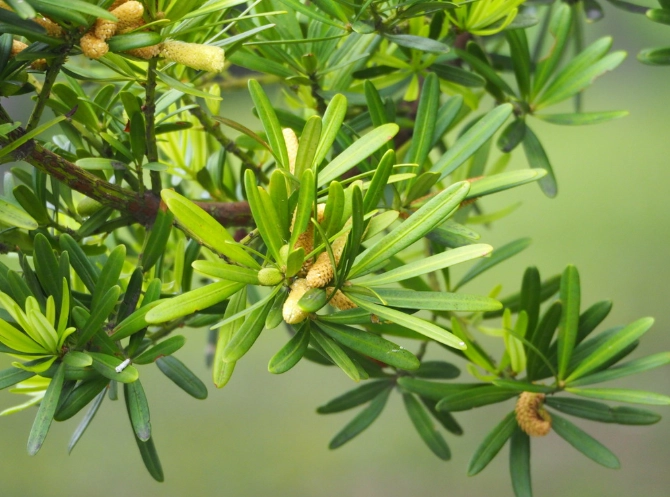 蘭嶼羅漢松 羅漢松 差別