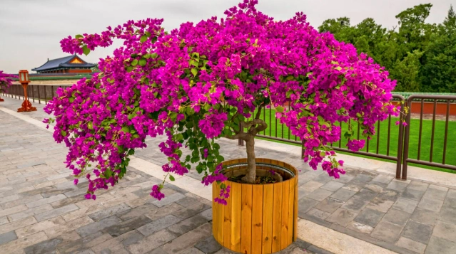 九重葛多久澆水