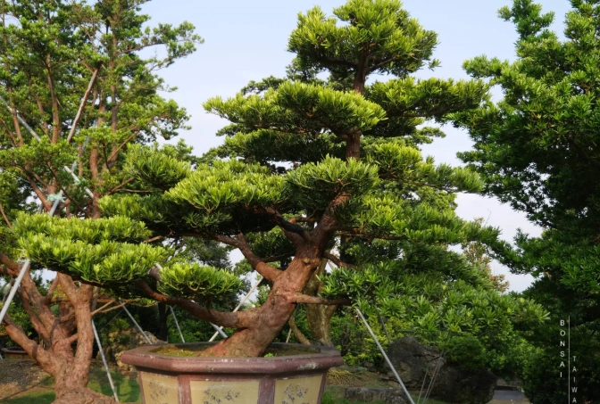 蘭嶼植物種植方法