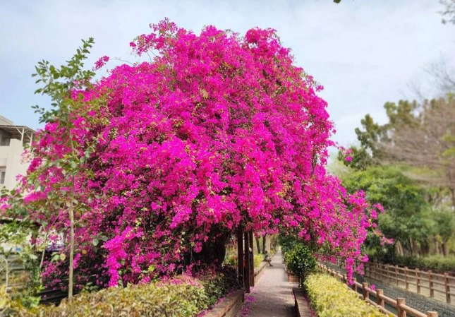 九重葛開花護理