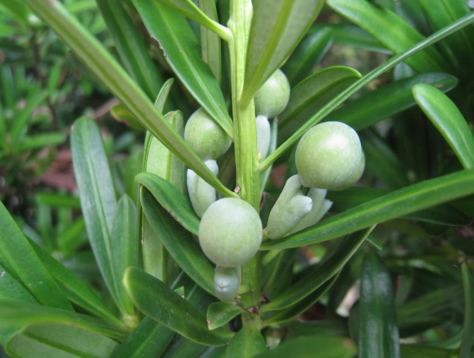 羅漢松 種類比較