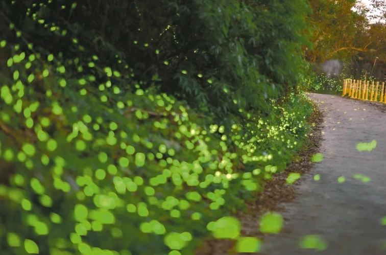那瑪夏螢火蟲季節