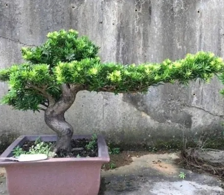 羅漢松養護方法