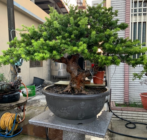 金鑽羅漢松照顧