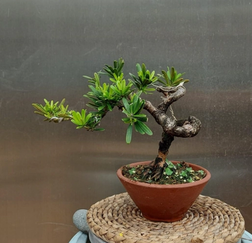 金鑽羅漢松照顧