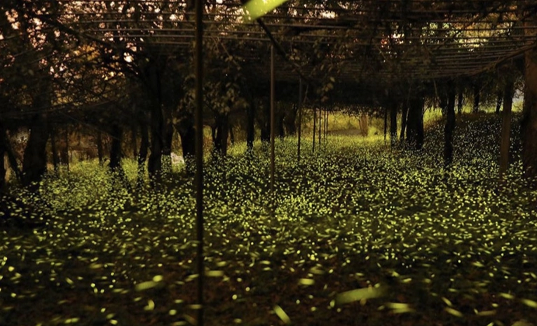 高雄那瑪夏螢火蟲