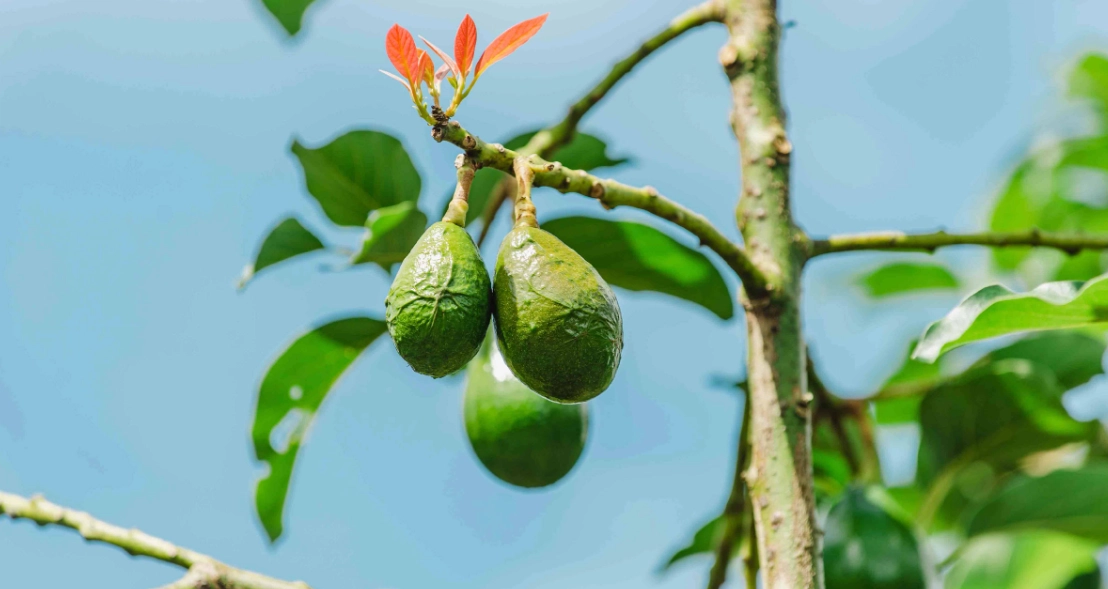 酪梨保存方法 酪梨保存方法