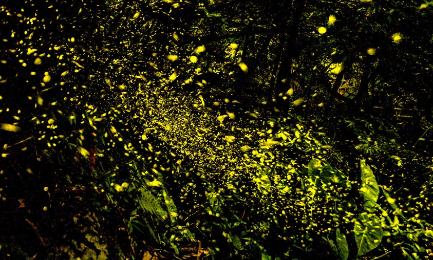 賞螢注意事項 賞螢注意事項