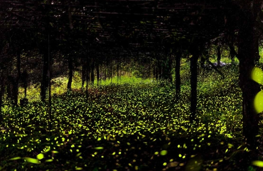 賞螢接駁車預約