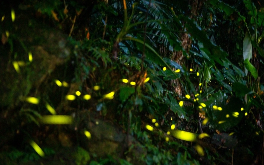 螢火蟲季節桃園 螢火蟲季節桃園