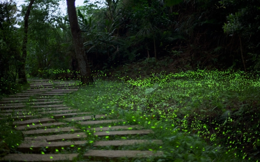 台灣賞螢地點 台灣賞螢地點