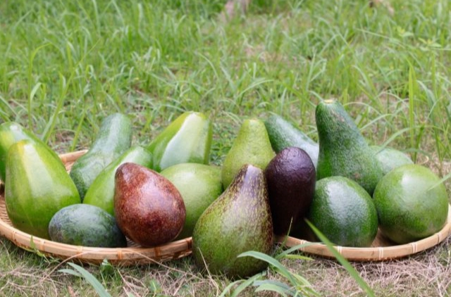 酪梨怎麼熟 酪梨怎麼熟