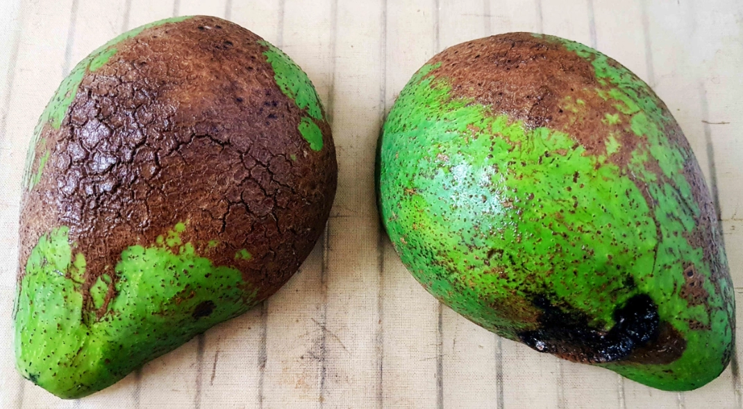 酪梨變黑處理 酪梨變黑處理