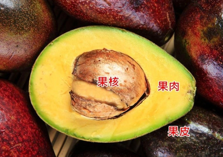 酪梨怎麼熟 酪梨怎麼熟