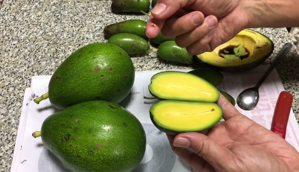 酪梨未熟食用