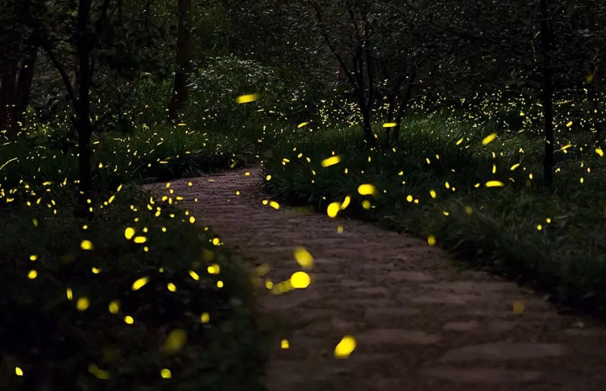 螢火蟲季節桃園 螢火蟲季節桃園