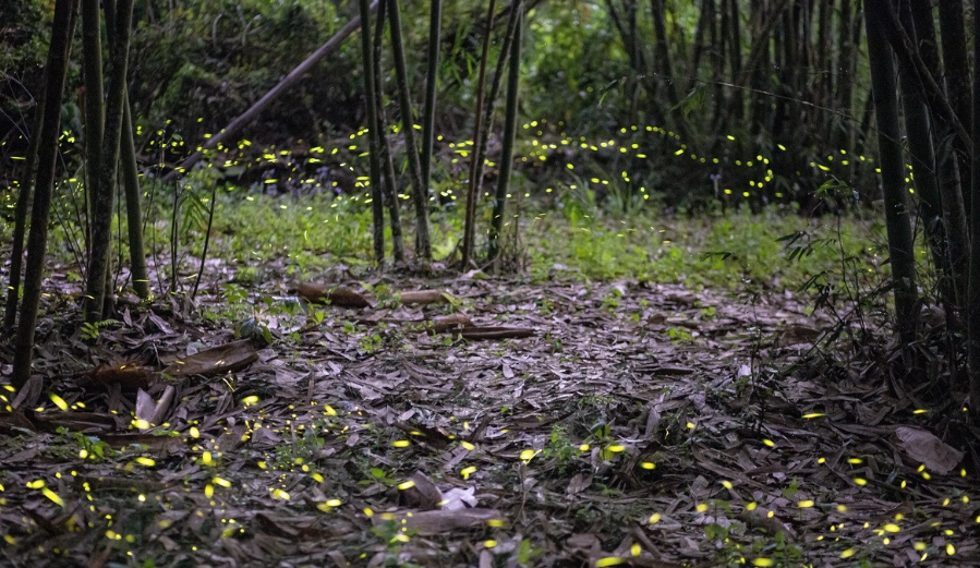 台灣賞螢地點 台灣賞螢地點