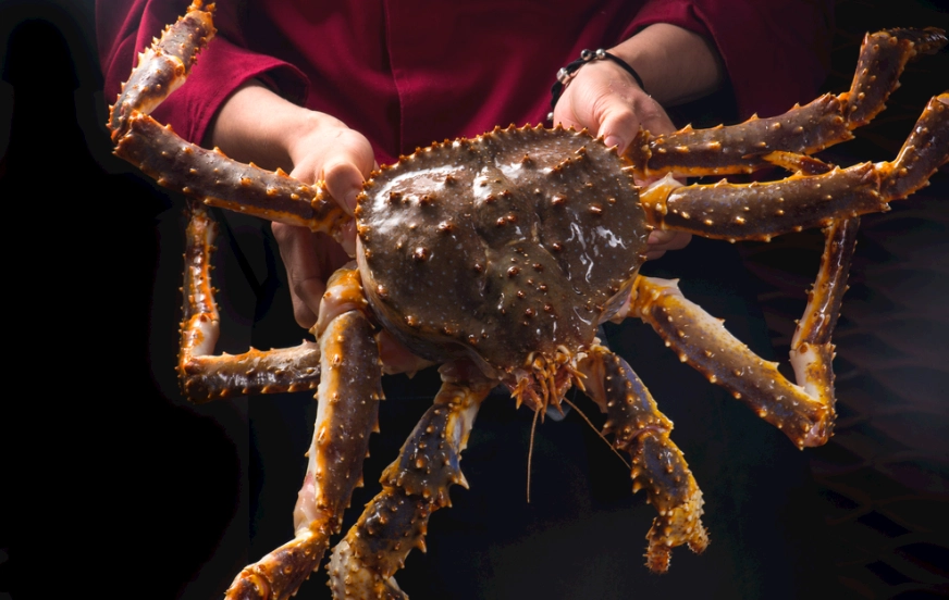 函館海鮮吃到飽