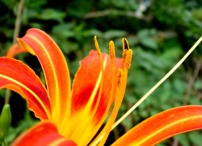 金針花料理安全