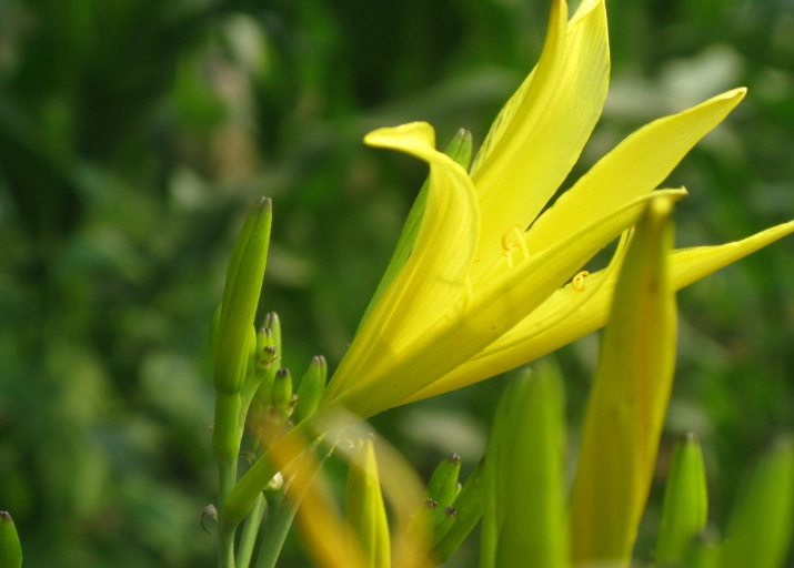 金針花料理安全
