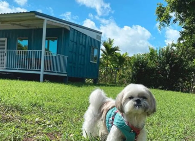 新社寵物民宿 新社寵物民宿