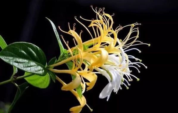 乾金針花防潮 乾金針花防潮