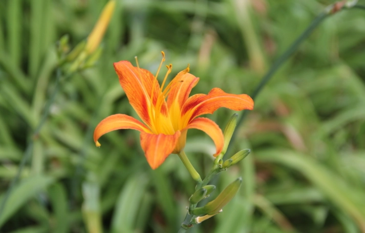 金針花中毒症狀