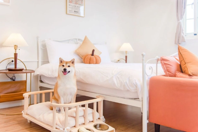 台中帶寵物住宿 台中帶寵物住宿