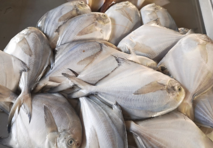 魚類解凍 魚類解凍