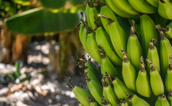 青香蕉保存方法