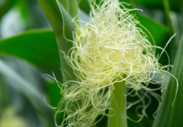 玉米鬚如何保存