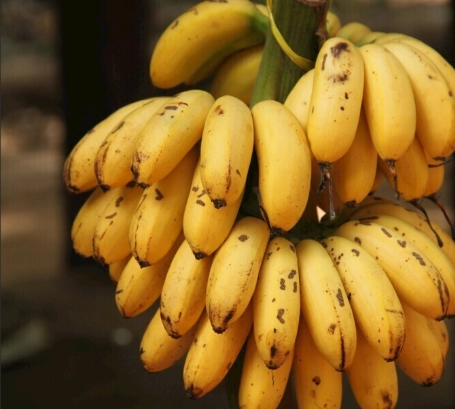 香蕉保存方法 香蕉保存方法