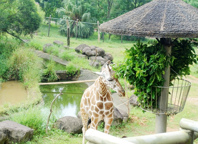 六福莊到六福村全攻略：交通、景点与实用贴士一次看懂