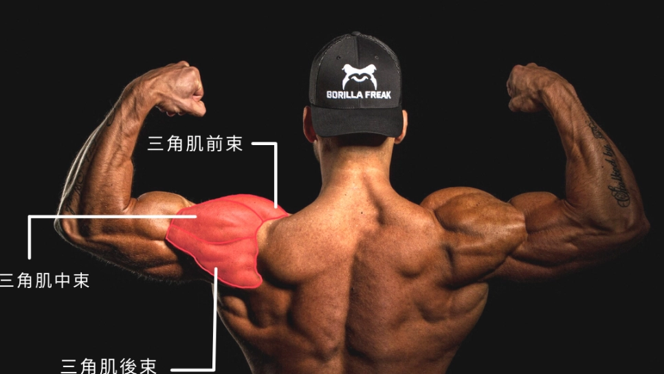 肩膀訓練頻率