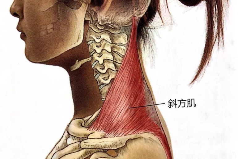 斜方肌放鬆方法 斜方肌放鬆方法