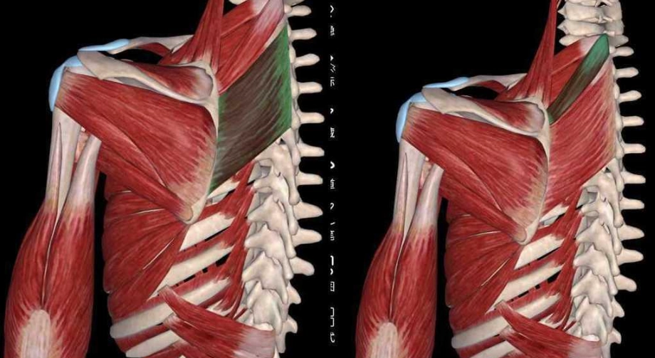 肩胛骨斜方肌疼痛 肩胛骨斜方肌疼痛
