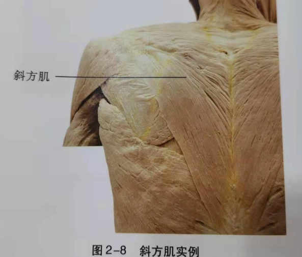 肩胛骨肌肉訓練 肩胛骨肌肉訓練