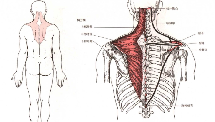 肩胛骨肌肉訓練 肩胛骨肌肉訓練