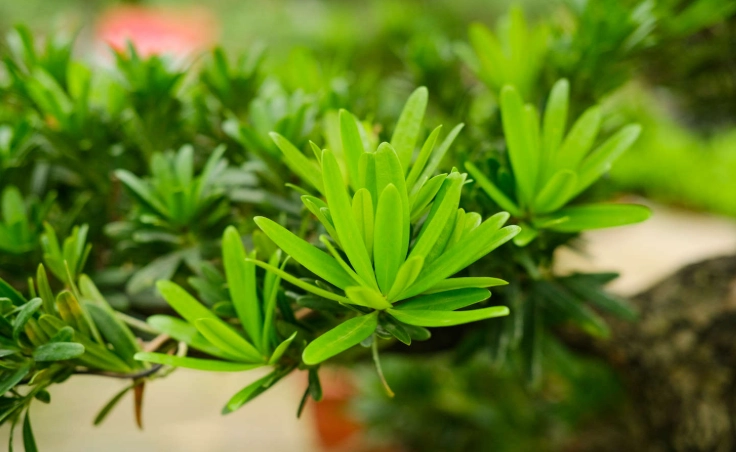 晶鑽羅漢松修剪