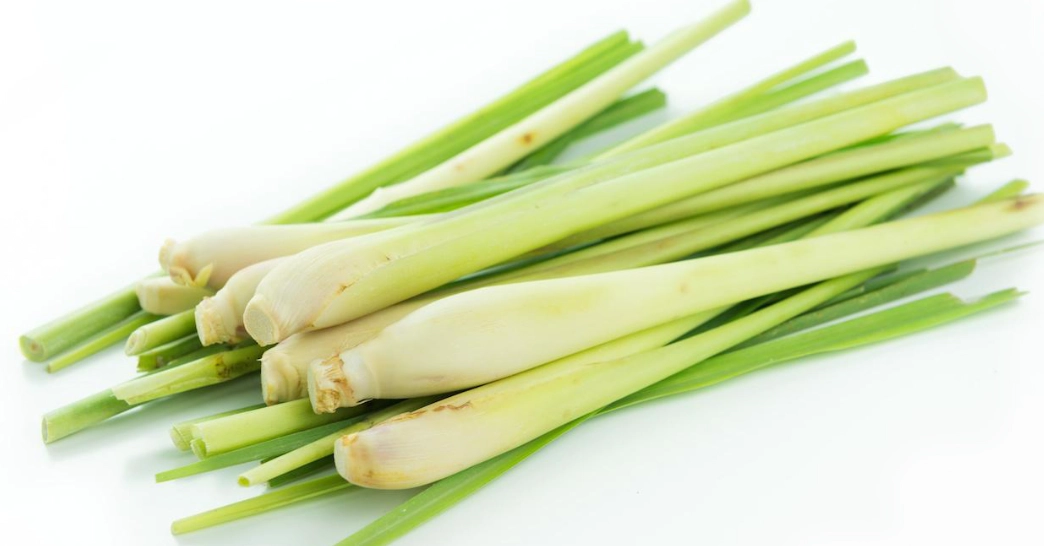 室內驅蚊推薦：專家評比最有效的防蚊妙招與實用指南