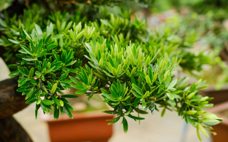 羅漢松養護技巧 羅漢松養護技巧