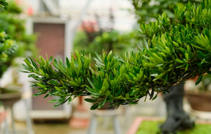 羅漢松種植方法 羅漢松種植方法