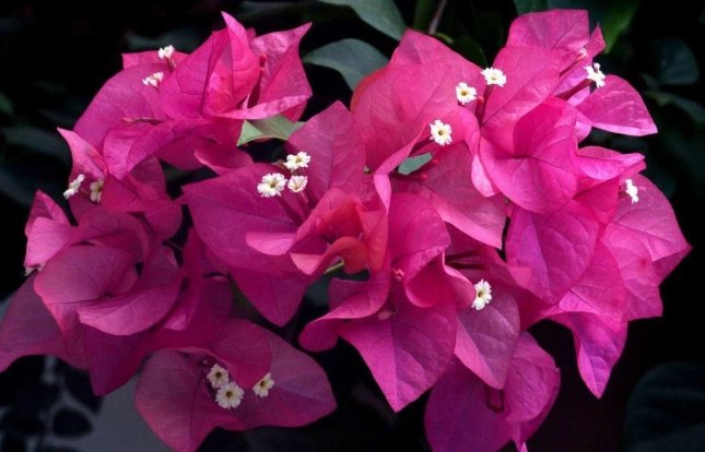 小葉九重葛 品種