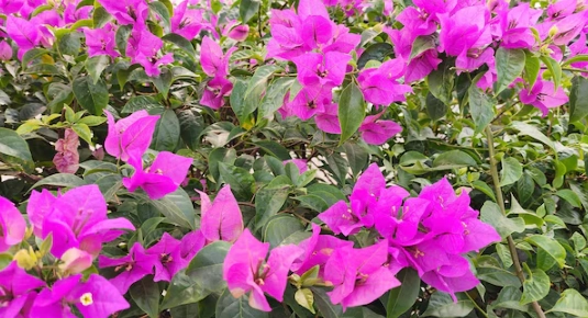 藍月亮九重葛 種植